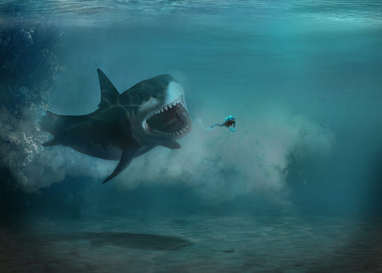 photomontage attaque de requin